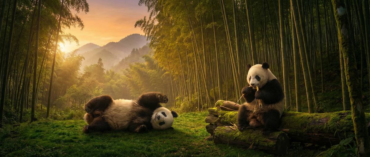 巨乳动物写真视频社区