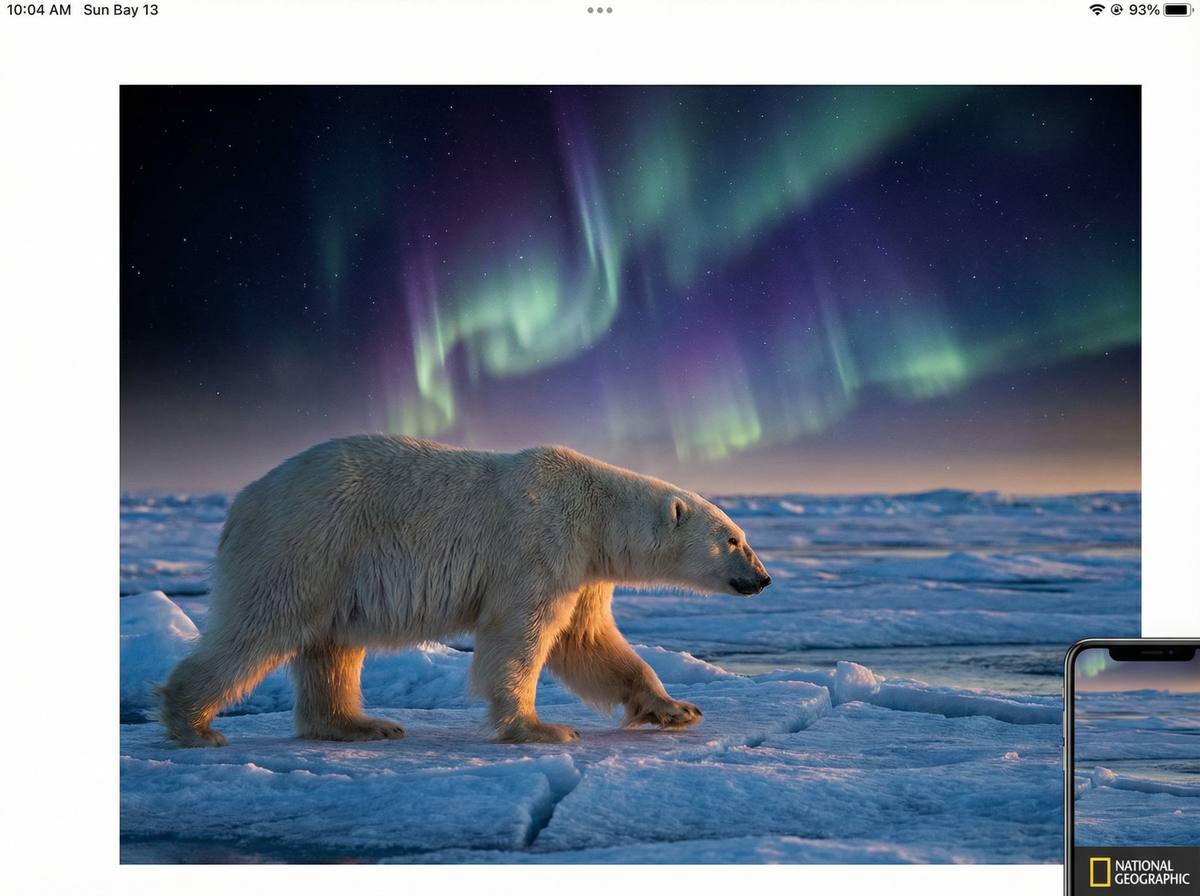 巨乳北极熊视频